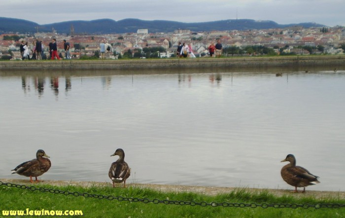 yle_ducks_mock_test1.jpg